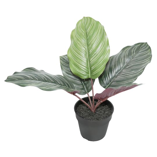 10&#x22; Potted Green Calathea Leaves Plant by Ashland&#xAE;